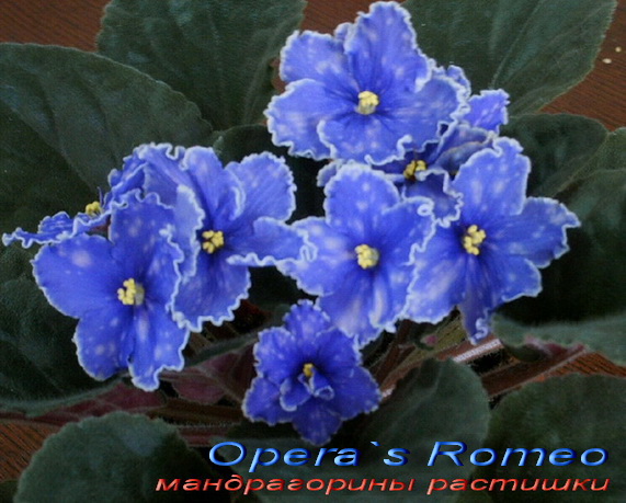 Opera`s Romeo.jpg