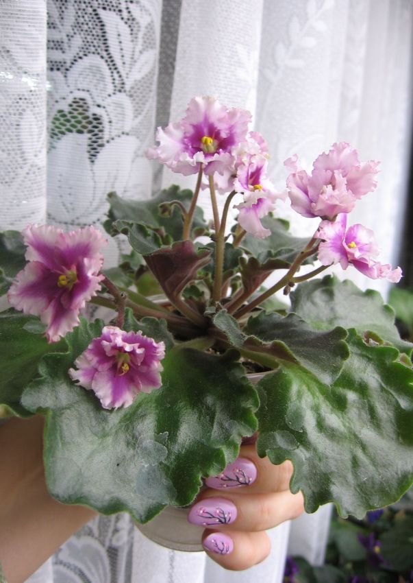 Optimara EverLove_1814.jpg