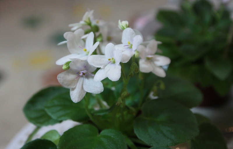 Optimara Little Crystal.jpg