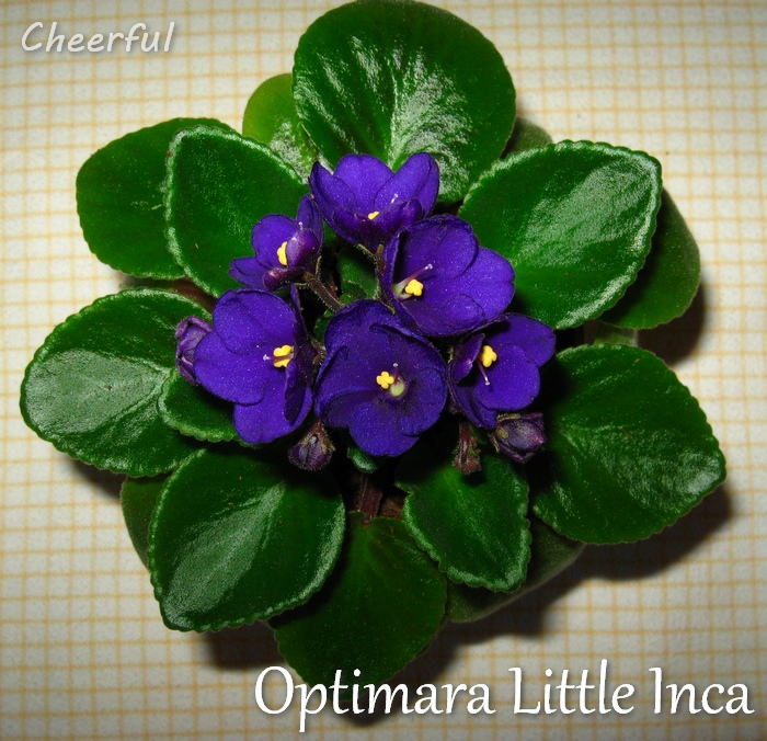 optimara little inca 20.05.15 2.jpg