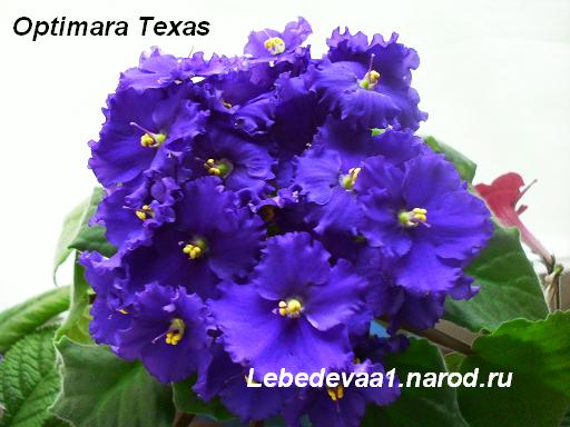 Optimara Texas (4) 20-20 текст.JPG