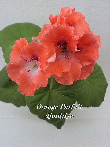 Orange Parfait.jpg