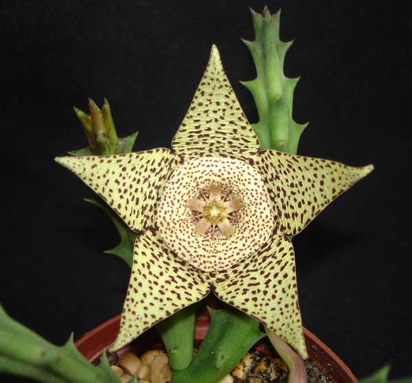 Orbea variegataDSC07982.jpg