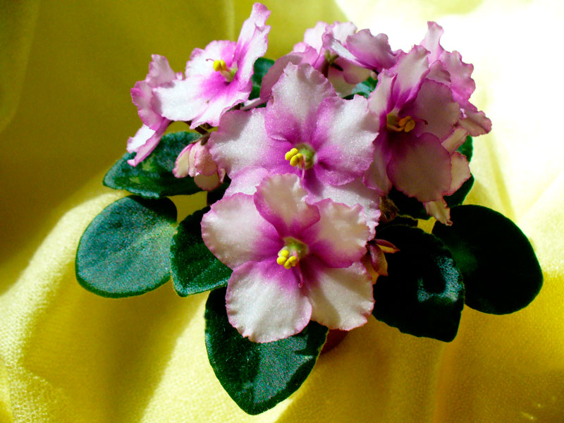 P1000345.jpg