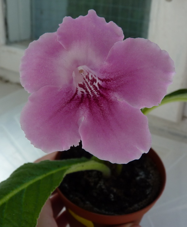P1000807.jpg