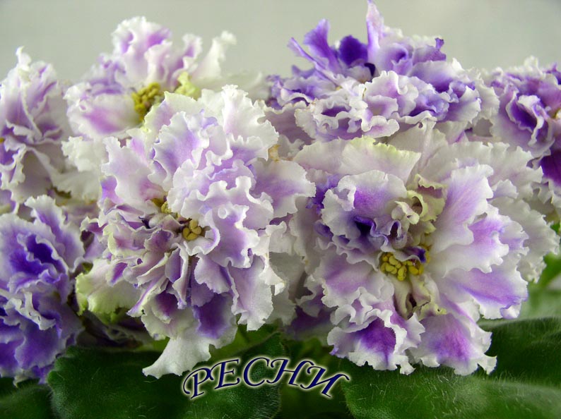 P1010043п.jpg