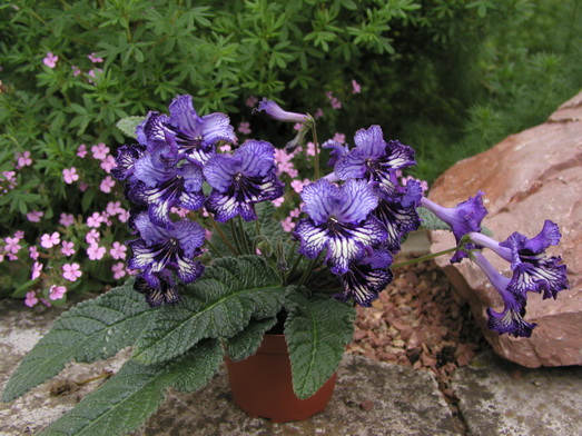 P1010117.jpg