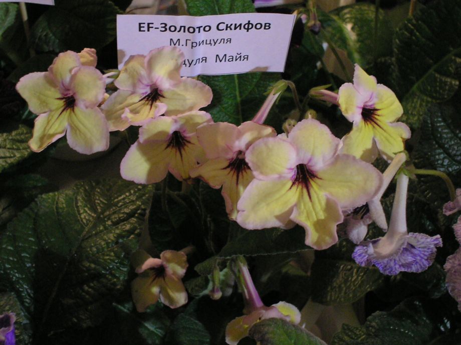 P1010190.JPG