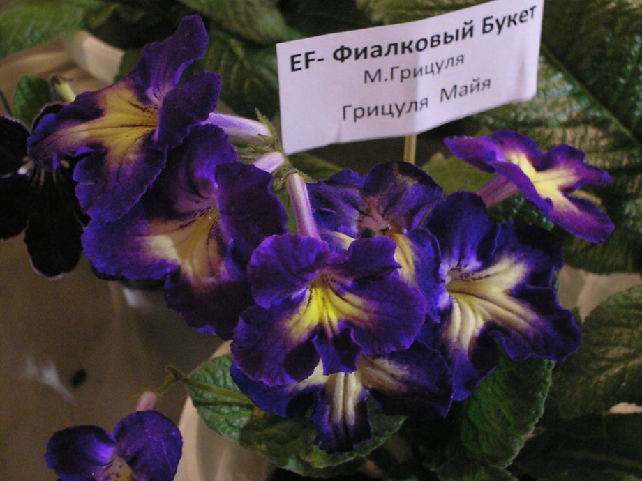 P1010194.JPG