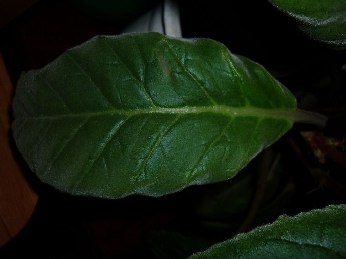 P1010484.JPG