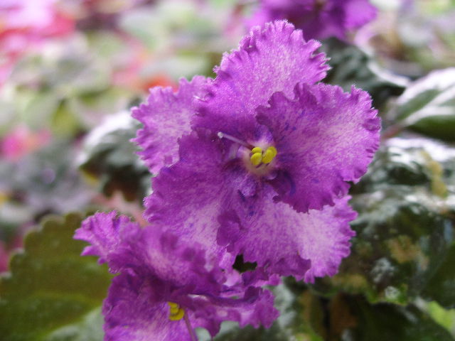 P1010761.JPG