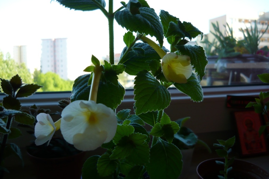 P1040872.JPG