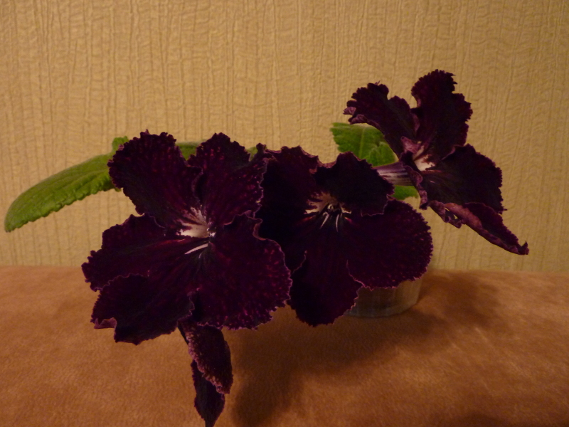 P1050114.JPG