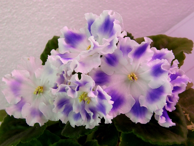 P1070025.JPG