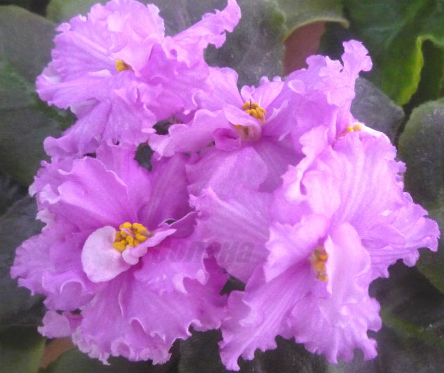 P1110509 - копия - копия.JPG