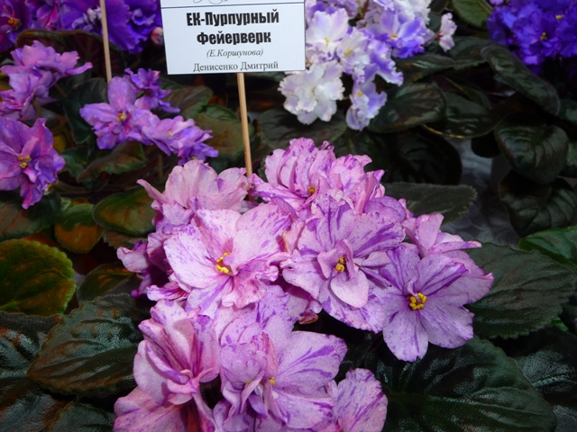 P1110998.JPG