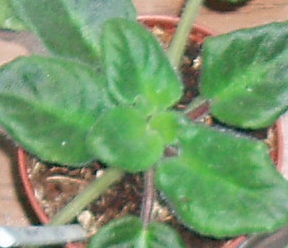 P3130004.JPG