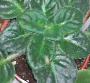 P3130005.JPG