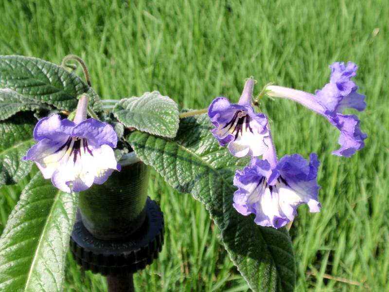 P5158268_800x600.jpg