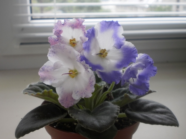 P5220250.JPG