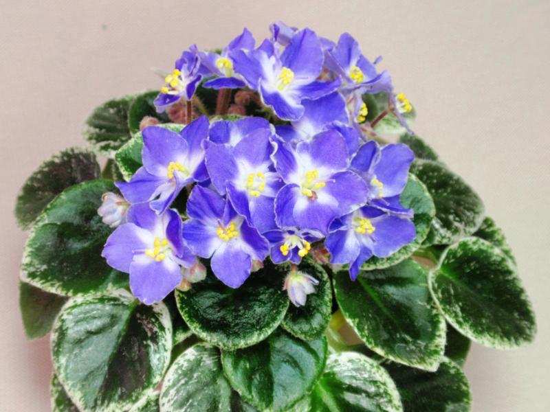 P7268790_800x600.jpg