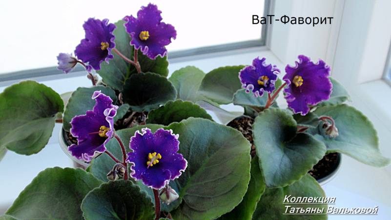 ват-фаворит фиалка фото онлайн ват-фаворит фиалка фото