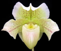 Paph. Arctic Frost.jpg