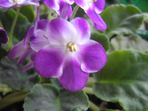 PB051990_Valeska Viol.JPG