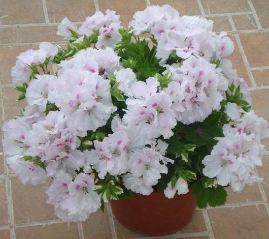 Pelargonium Lotos 001.JPG