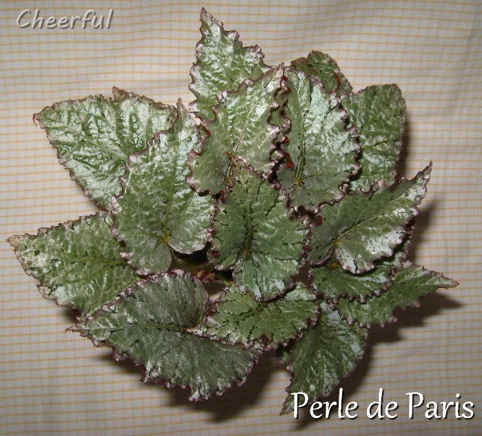 perle de paris 12.11.15.jpg