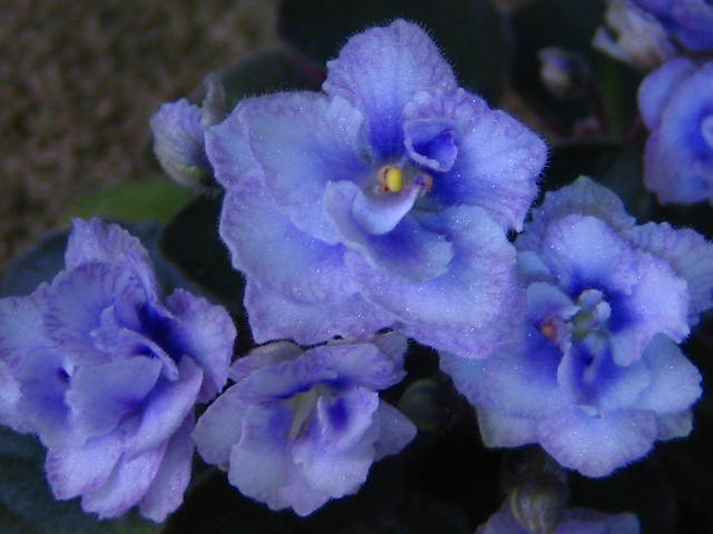 Persian Lace 3569.jpg