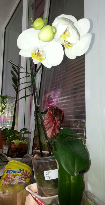 !Phalaenopsis White.jpg