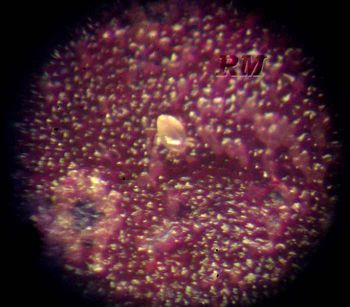Phytonemus-sp-4.jpg