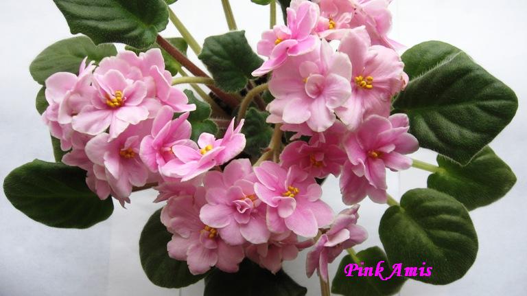 Pink Amis.jpg