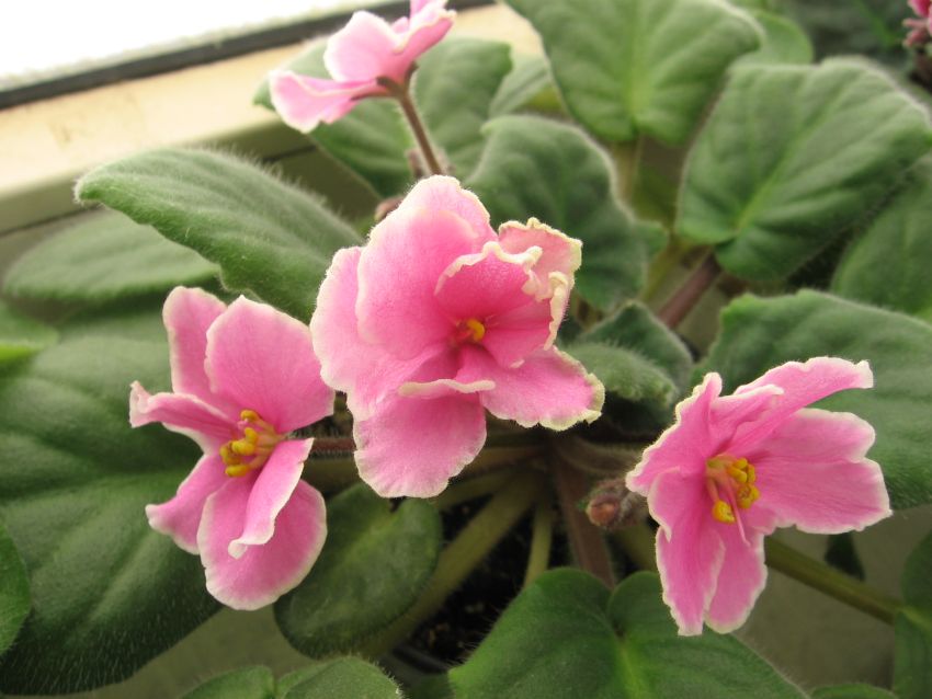 Pink Amiss _1547.jpg