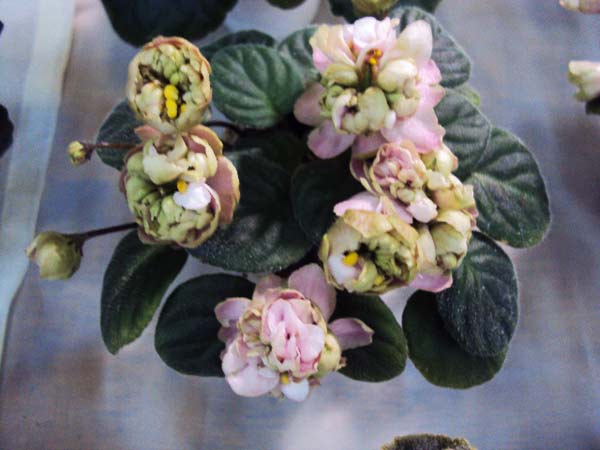 Pink-Mint.jpg