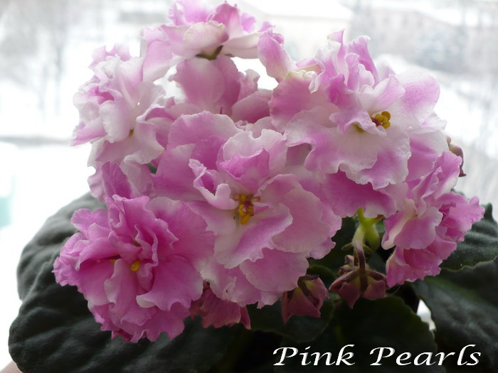 Pink Pearls 2.jpg