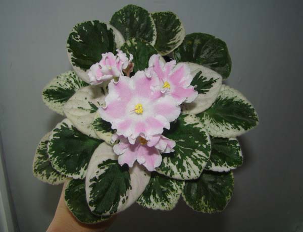 Pink Sensation (Sorano).jpg