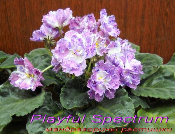 Playful Spectrum.jpg