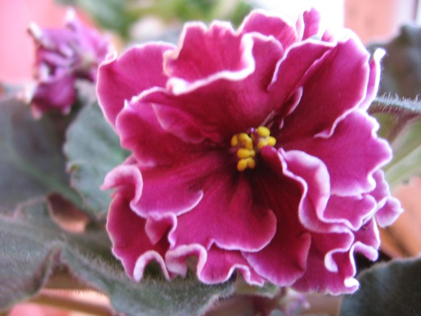 Powder Keg (Sorano)_9278ll.jpg