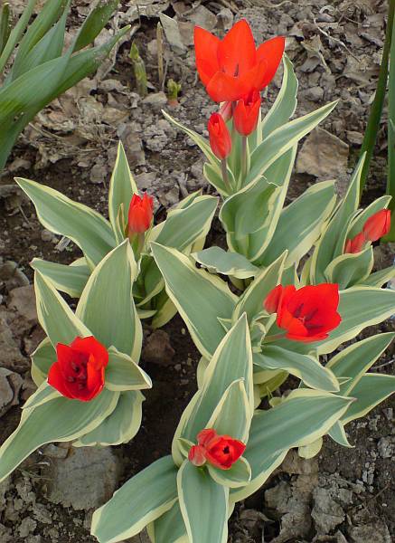 Praestans Unicum1.jpg