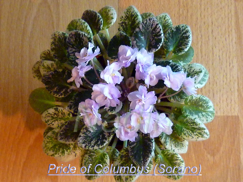 Pride of Columbus 18-11-2012.jpg