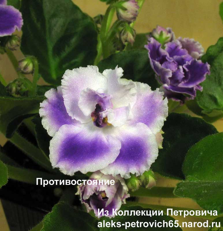 Protivostoanie.jpg