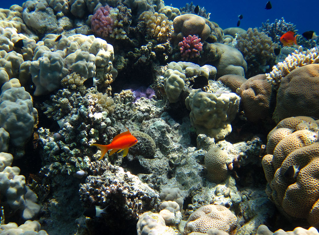 Pseudanthias-squamipinnis.jpg