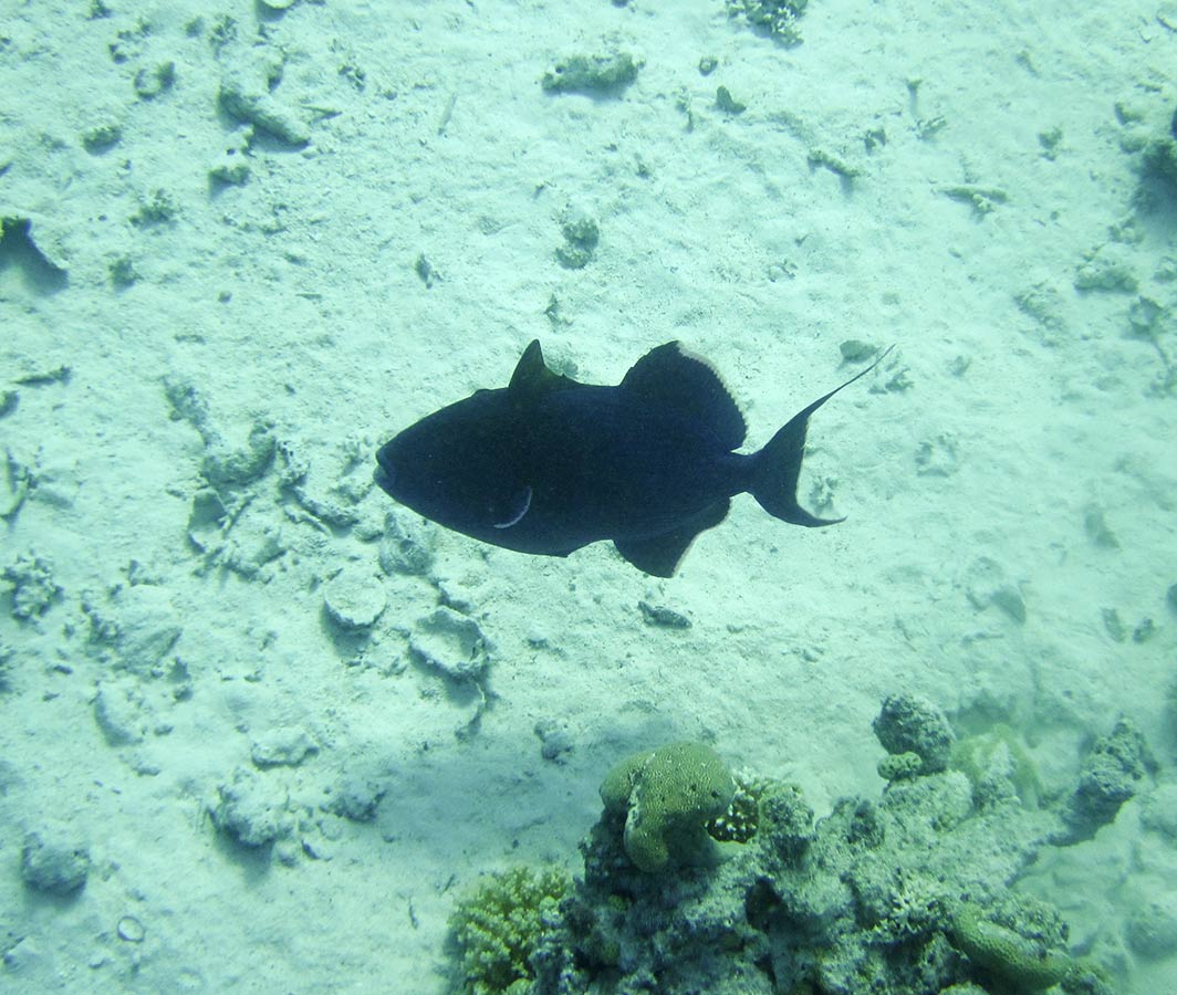 Pseudobalistes fuscus.jpg