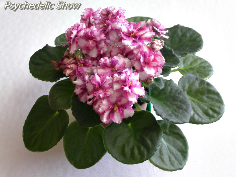 Psychedelic Show1.JPG
