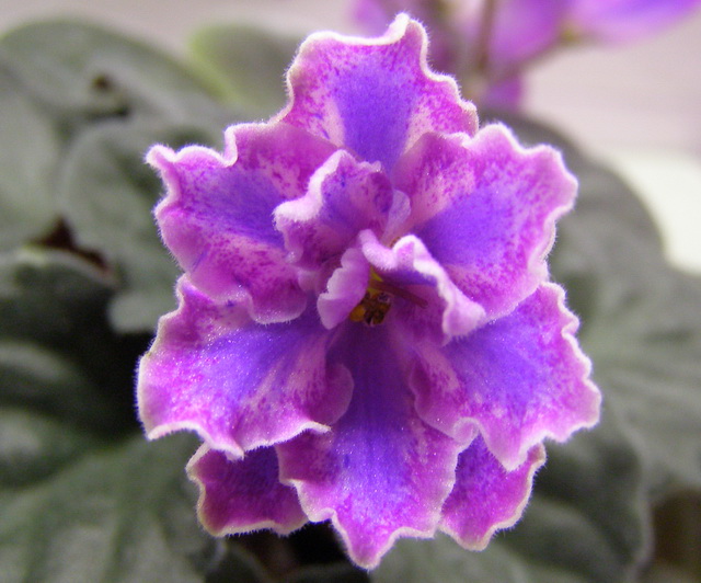 Raspberry Charm Stripe.jpg