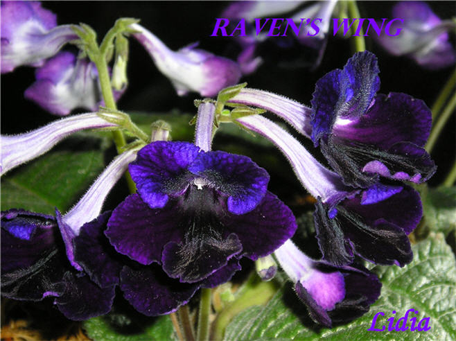 raven's wing3.jpg