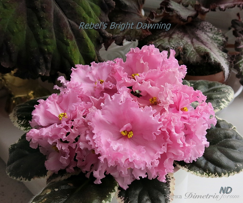 Rebel's Bright Dawning5.JPG