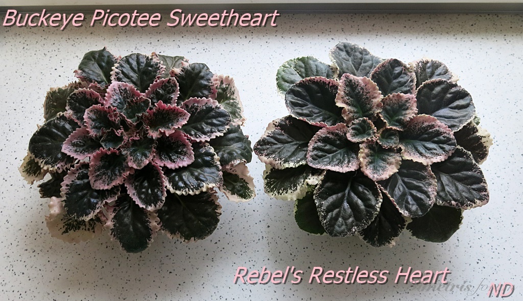 Rebel's Restless Heart4.JPG